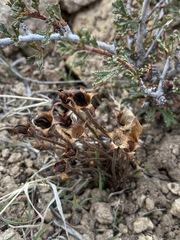 Aphyllon fasciculatum