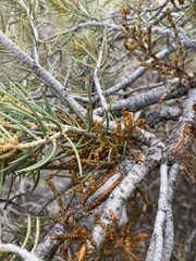 Phoradendron juniperinum