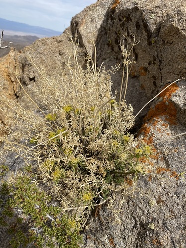 Image of Lomatium parryi by (c) Matt Berger, some rights reserved (CC BY)