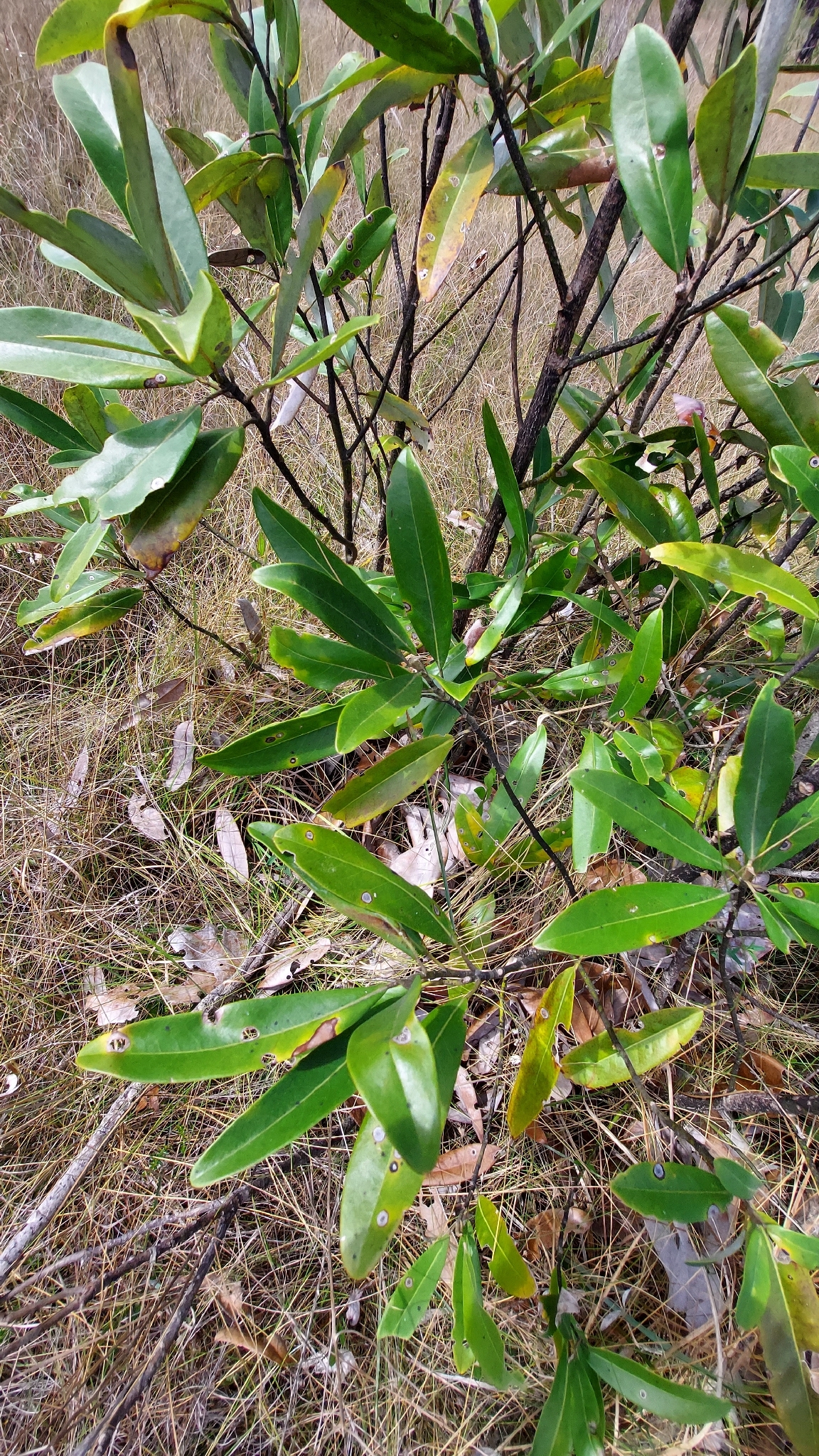 Sweetbay Magnolia (Magnolia virginiana)
