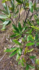 Sweetbay Magnolia (Magnolia virginiana)
