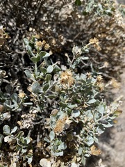 Ericameria cuneata cuneata