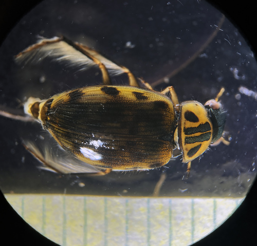 Berosus