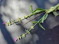 Ocimum americanum image