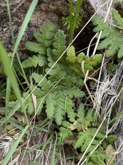 Pentagramma triangularis