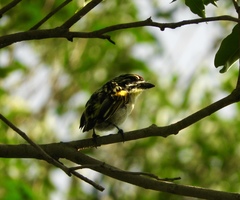 Pogoniulus pusillus