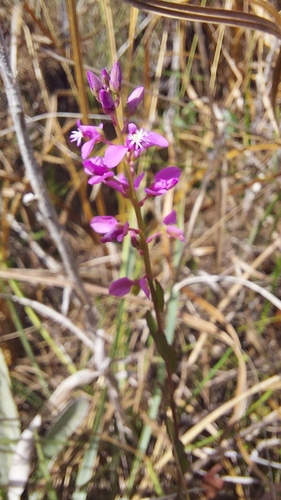 Scalloped Milkwort (Senega crenata)