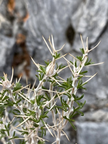 Image of Tetradymia argyraea by (c) Matt Berger, some rights reserved (CC BY)