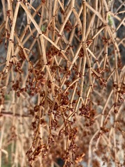 Eriogonum heermannii