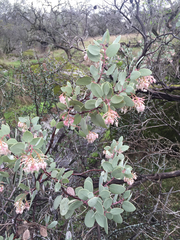 Arctostaphylos viscida