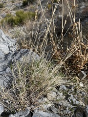 Eremogone macradenia