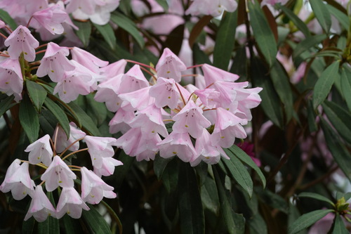 Rhododendron longipes