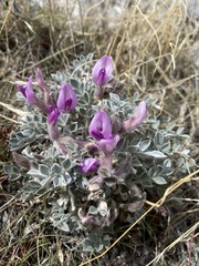 Astragalus newberryi