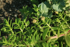 Honckenya peploides major