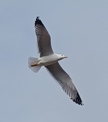 Avistamiento Gaviota patiamarilla