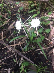 Hymenocallis tridentata
