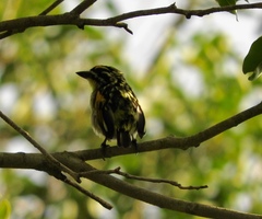 Pogoniulus pusillus