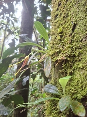 Masdevallia stenorhynchos, photograph (c) Daniel Mesa, some rights reserved (CC BY)