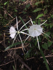Hymenocallis tridentata