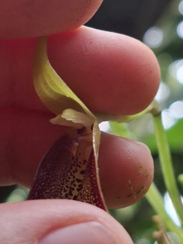 Masdevallia stenorhynchos, photograph 2