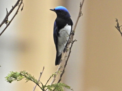 Blue-and-white Flycatcher (Cyanoptila cyanomelana)