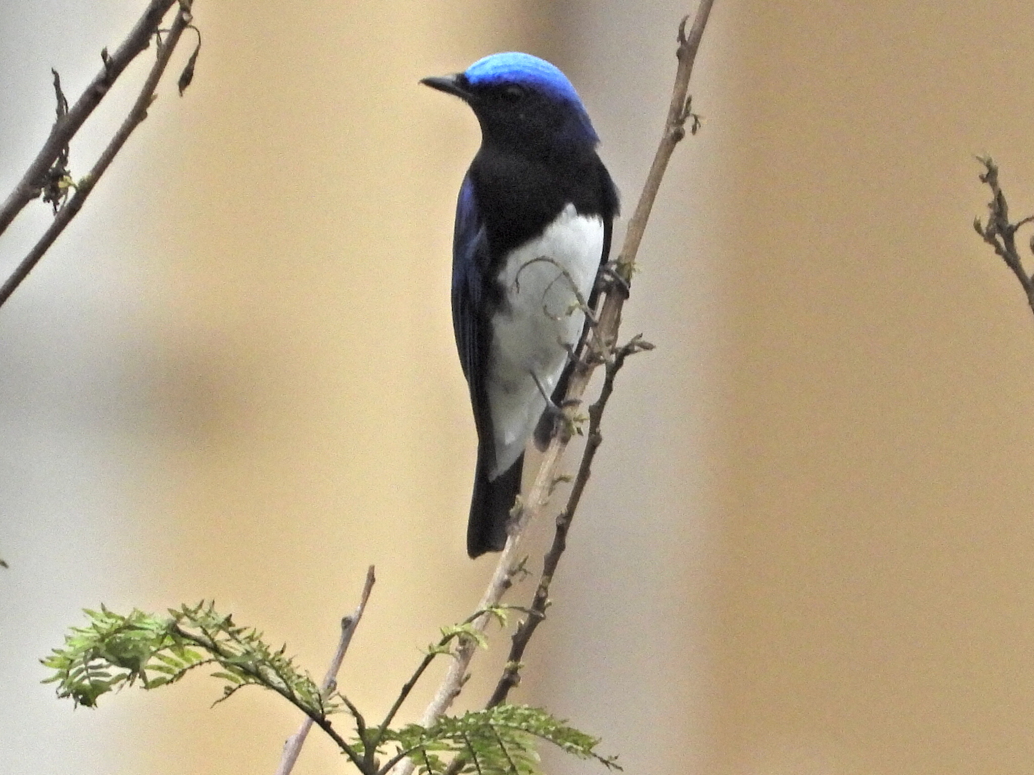 Blue-and-white Flycatcher (Cyanoptila cyanomelana), photo 1