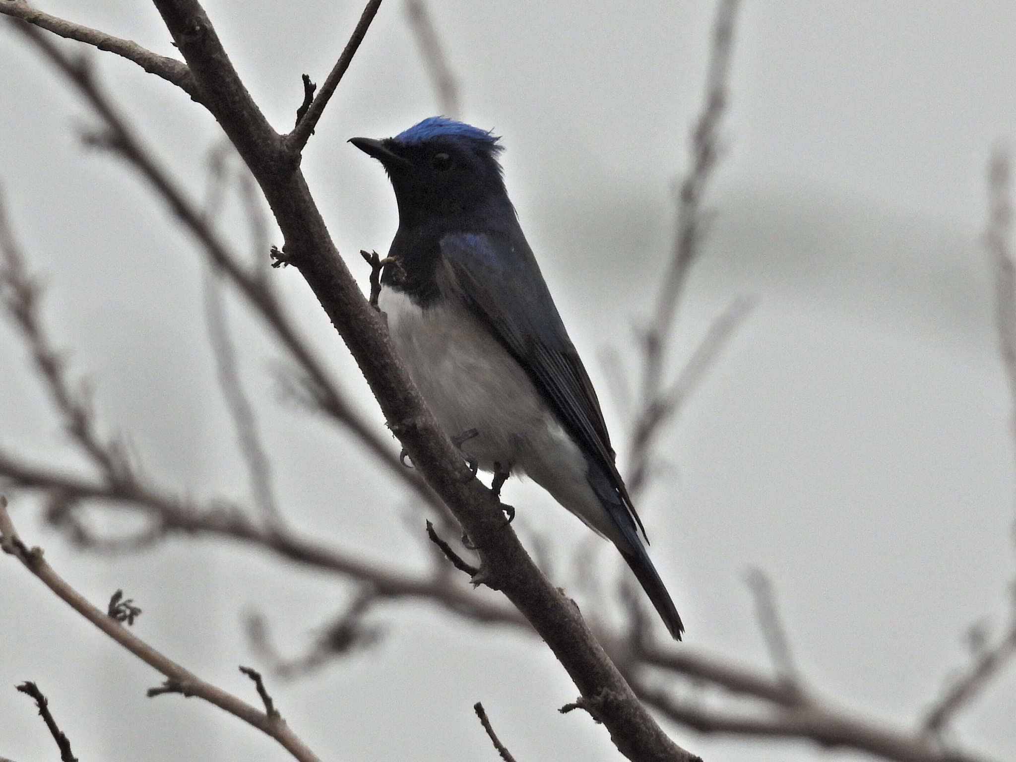 Blue-and-white Flycatcher (Cyanoptila cyanomelana), photo 2