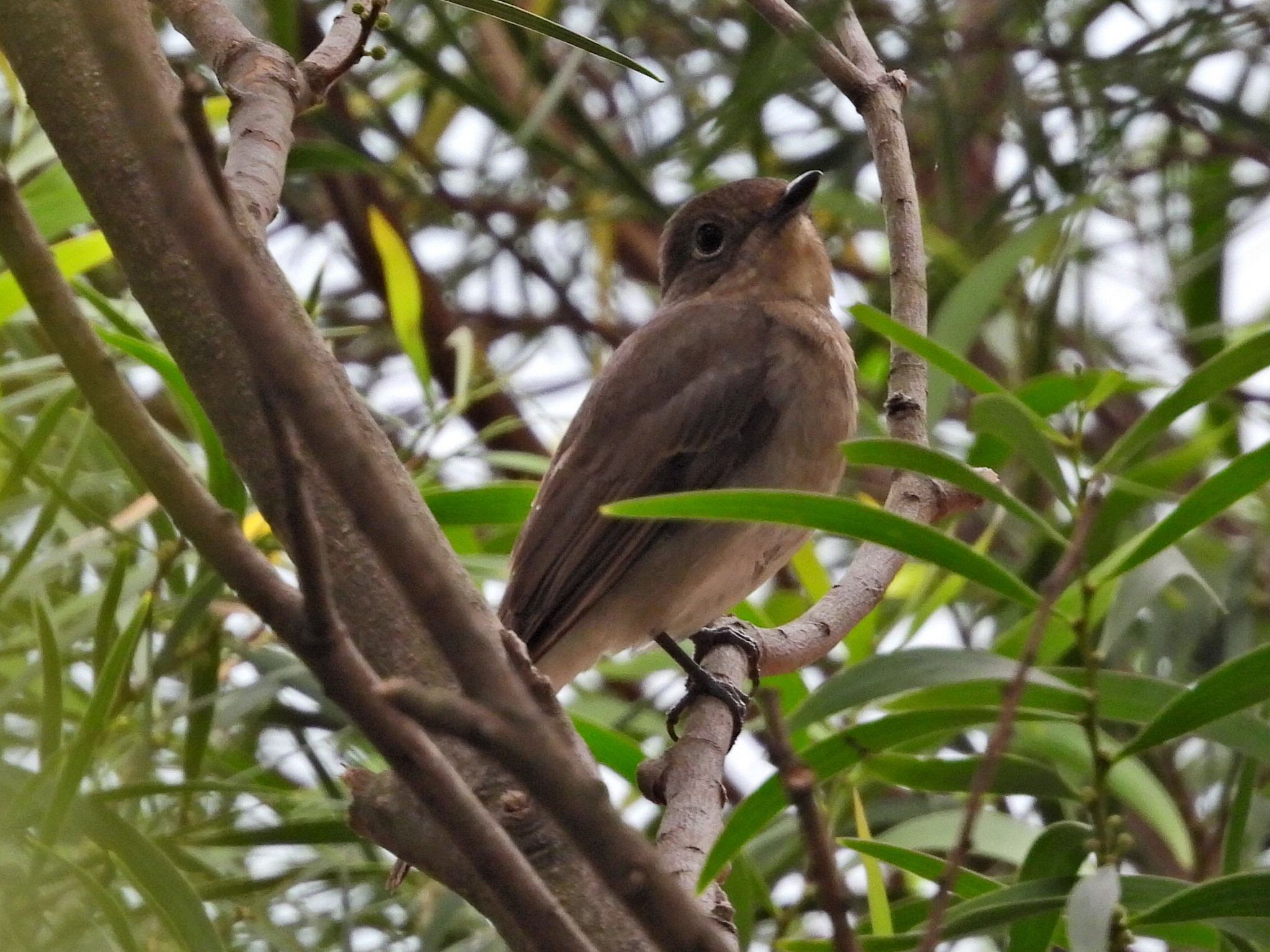 Blue-and-white Flycatcher (Cyanoptila cyanomelana), photo 3