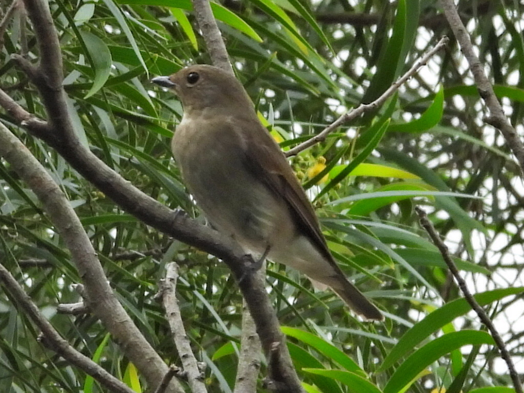 Blue-and-white Flycatcher (Cyanoptila cyanomelana), photo 4