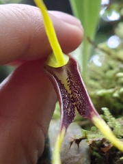 Masdevallia stenorhynchos, photograph (c) Daniel Mesa, some rights reserved (CC BY)