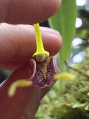 Masdevallia stenorhynchos, photograph (c) Daniel Mesa, some rights reserved (CC BY)