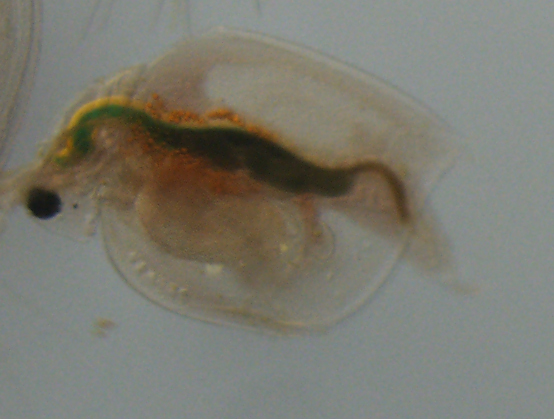 Daphnia ephemeralis (Schwartz & Hebert, 1985)