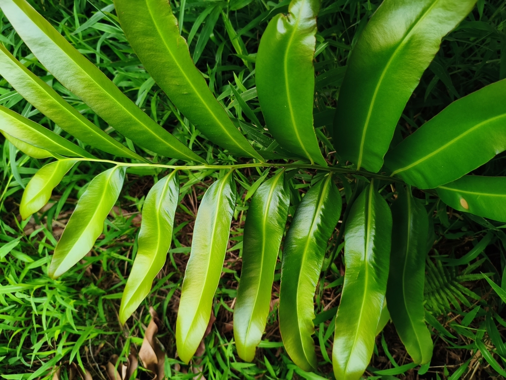 Paku Laut (Acrostichum aureum)
