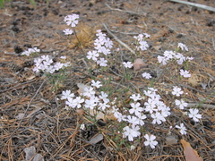 Silene linnaeana