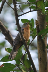 Cacomantis variolosus sepulcralis