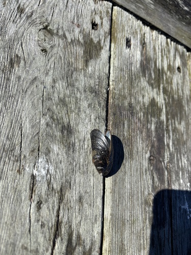 Mytilus edulis