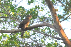 Hierococcyx sparverioides