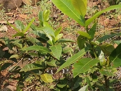 Pachliopta hector