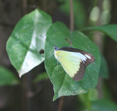 Appias lyncida eleonora