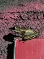 Polypedates leucomystax