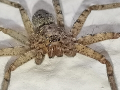 Araneae