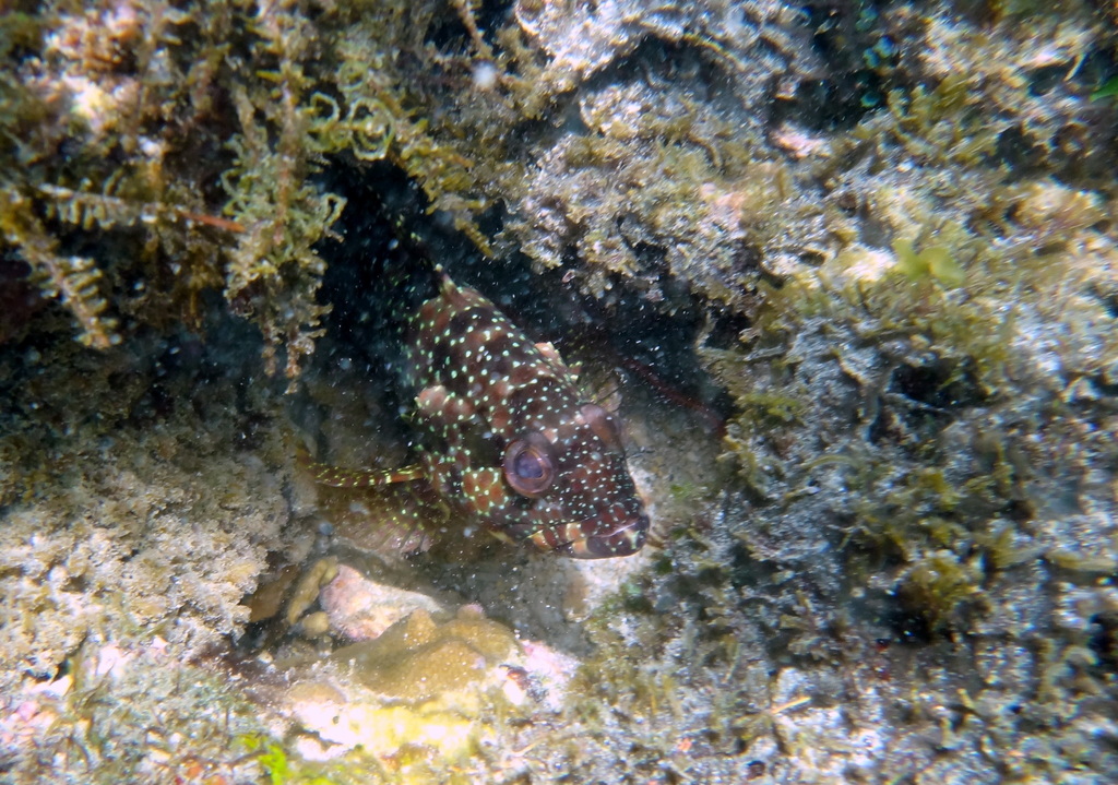 Starspotted grouper