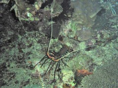 Panulirus femoristriga