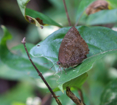 Arhopala centaurus nakula