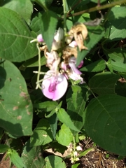 Canavalia septentrionalis