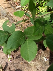 Canavalia septentrionalis