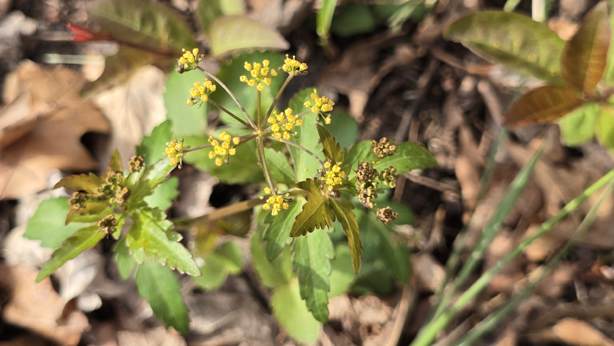 Meadow Alexanders (Zizia trifoliata)
