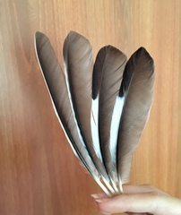 Garrulus glandarius graecus