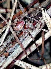 Gibbaranea bituberculata