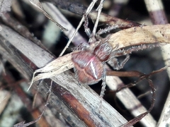 Gibbaranea bituberculata